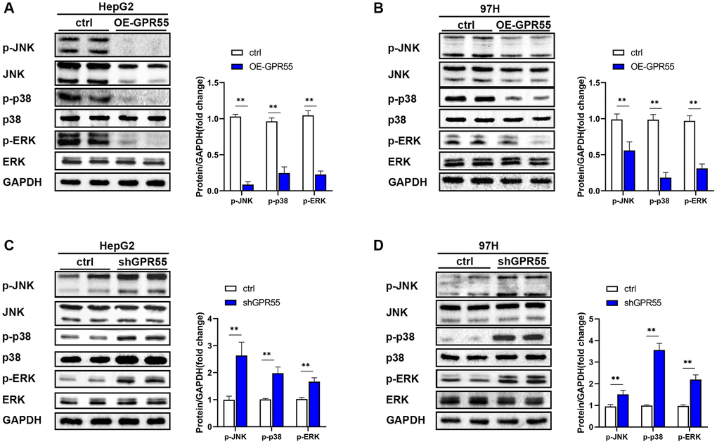 (A) The expression of MAPK pathway related proteins in GPR55 overexpression group and control group were detected by western-blotting in HepG2 cells, respectively. (B) The expression of MAPK pathway related proteins in GPR55 overexpression group and control group were detected by western-blotting in 97H cells, respectively. (C) The expression of MAPK pathway related proteins in GPR55 low expression group and control group were detected by western-blotting in HepG2 cells, respectively. (D) The expression of MAPK pathway related proteins in GPR55 low expression group and control group were detected by western-blotting in 97H cells, respectively. N = 3, ***P t-test.