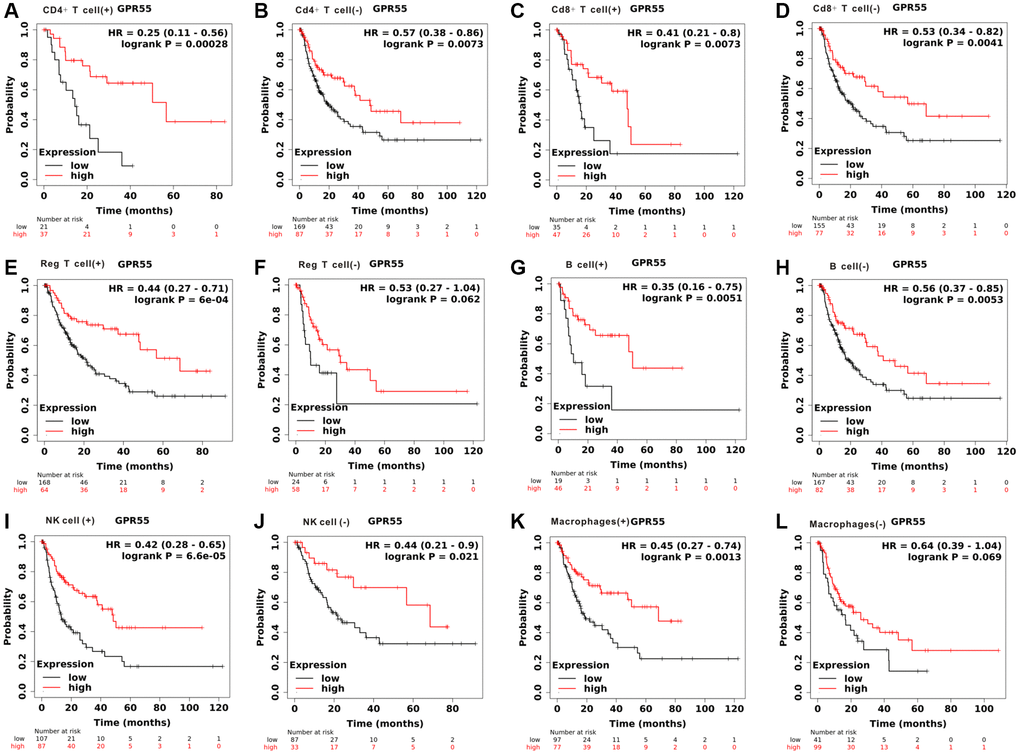 Disease-free survival analysis of GPR55 expression in HCC with different immune cell subsets. (A, B) CD4+T cell. (C, D) CD8+T cell. (E, F) Reg T cell. (G, H) B cell. (I, J) NK cell. (K, L) Macrophages.
