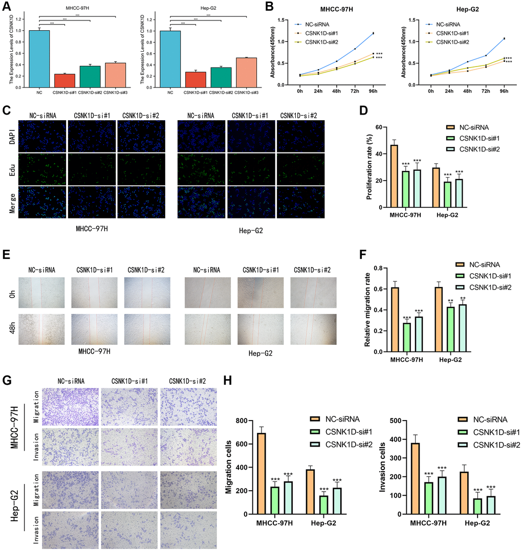CSNK1D downregulation inhibits hepatocellular carcinoma proliferation and invasion in vitro. (A) The effects of transfection of Si-RNA transduction in HCC cell lines were detected by PCR analysis. (B) CCK-8 assay was performed to test the cell viability and proliferation. (C, D) EDU assays were performed to measure the proliferation ability of MHCC-97H and Hep-G2. (E, F) The migrated ability of MHCC-97H and Hep-G2 was measured by wound healing assay. (G, H) Transwell assay was performed the migrated and invaded abilities in MHCC-97H and Hep-G2 cell lines. *p **p ***p 