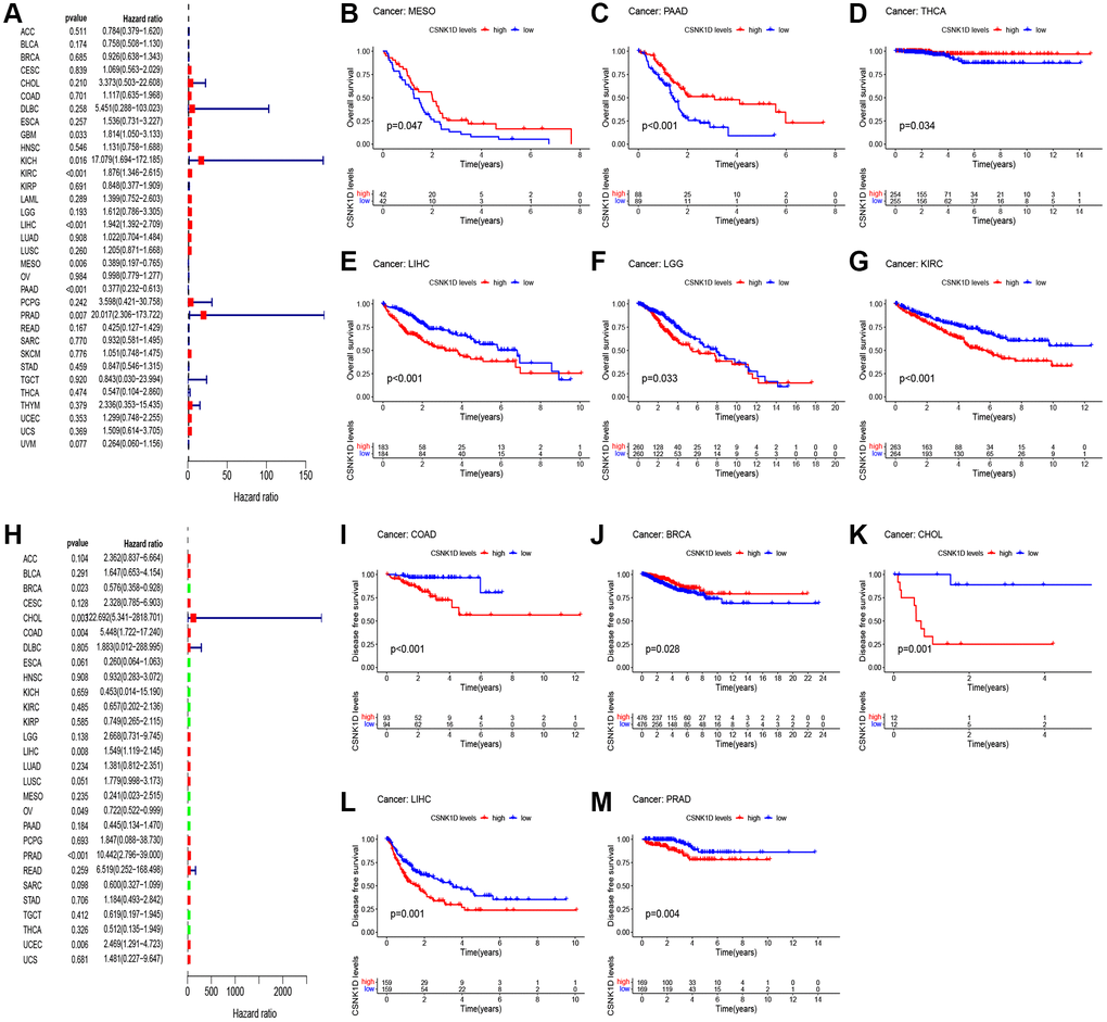 Relationship between CSNK1D expression and patient prognosis. (A) Correlation between the expression of CSNK1D and overall survival (OS) in multiple tumor types based on TCGA cohort. (B–G) Difference in the OS between the CSNK1D high and low expression groups. (H) Correlation between the expression of CSNK1D and disease-free survival (DFS) in multiple tumor types based on TCGA cohort. (I–M) Difference in the DFS between the CSNK1D high and low expression groups.