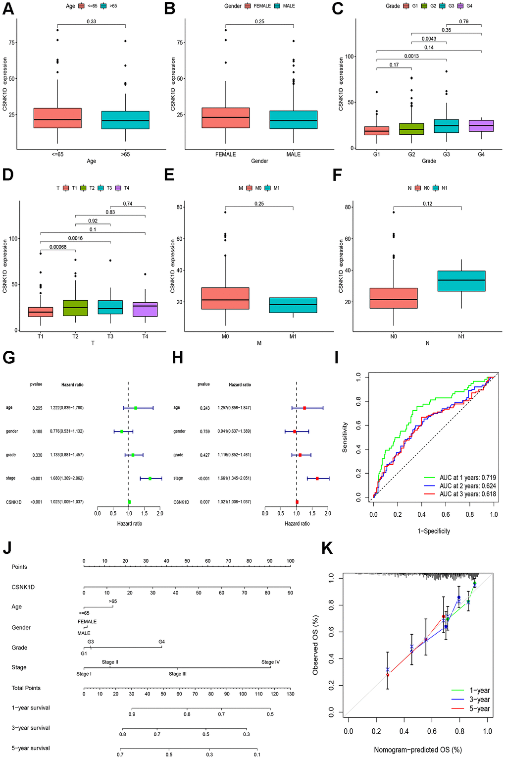 Clinical correlation analysis of CSNK1D in hepatocellular carcinoma based on the TCGA-LIHC cohort. Variation analysis of CSNK1D expression in different Ages (A), Gender (B), Grade (C), T stage (D), M stage (E), and N stage (F). (G, H) The prognostic significance of CSNK1D was analyzed by univariate and multivariate COX analysis. (I) Prognostic evaluation efficacy of CSNK1D by ROC. (J) A nomogram based on CSNK1D expression and stage, Gender, Age, and grade. (K) The calibration curves for 1, 3, and 5-year OS.