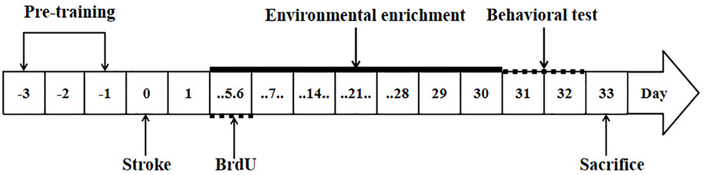 Study design. The arrows indicate the timing of pre-training, induction of stroke, BrdU labeling, environmental enrichment treatment, behavioral testing and sacrifice.