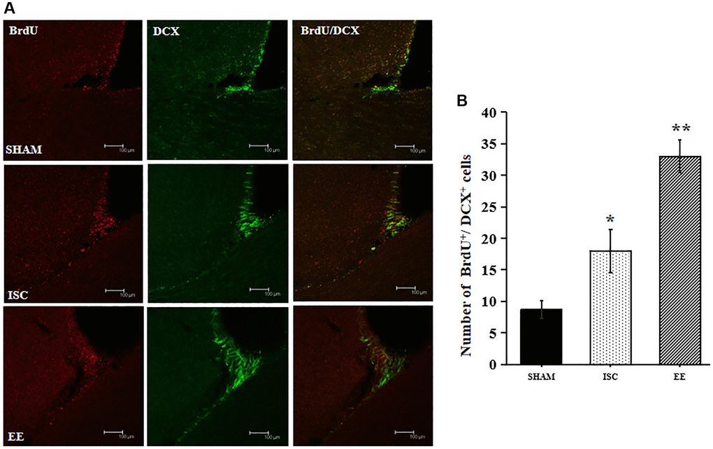 Proliferation of newborn neurons in the SVZ. (A) Representative confocal images for BrdU+/DCX+ cells in the SVZ. Scale bar = 100 μm. (B) Quantification of BrdU+/DCX+ cells in the SVZ (n = 6). Statistical significance: *P **P 