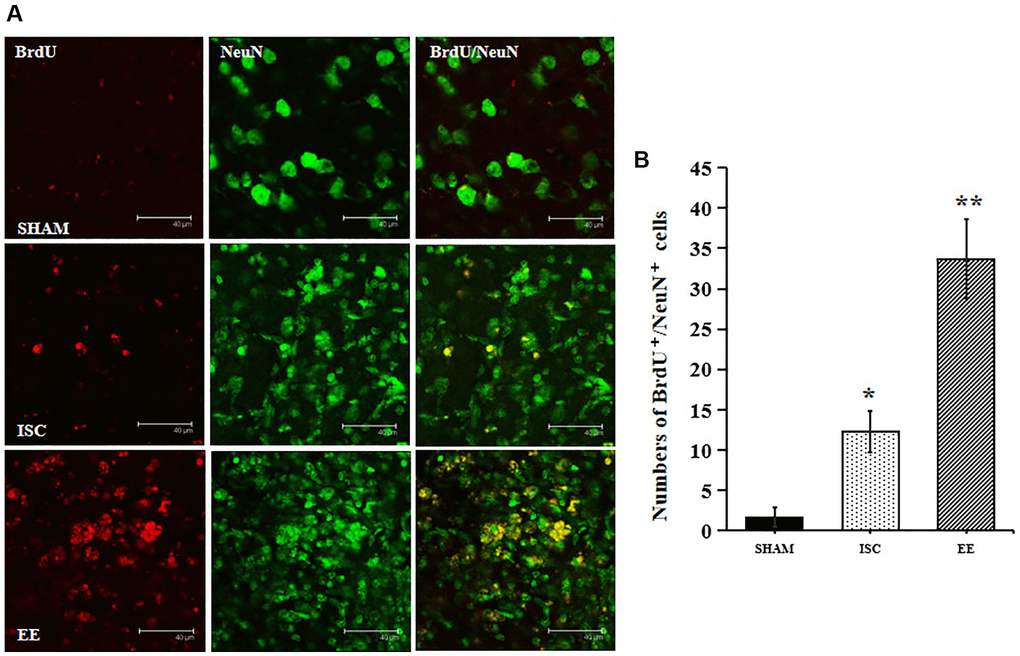 The survival of neuroblasts in the peri-infarct cortex. (A) Representative confocal images for BrdU+/NeuN+ cells in the peri-infarct cortex. Scale bar = 40 μm. (B) Quantification of BrdU+/NeuN+ cells in the peri-infarct cortex (n = 6). Statistical significance: *P **P 