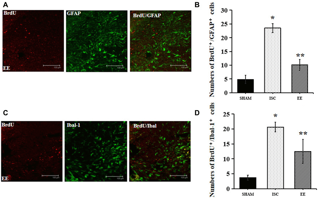 Differentiation of neuroblasts in the peri-infarct cortex. (A) Representative confocal images for BrdU+/GFAP+ cells in the peri-infarct cortex. Scale bar = 100 μm. (B) Quantification of BrdU+/GFAP+ cells in the peri-infarct cortex (n = 6). Statistical significance: *P **P C) Representative confocal images for BrdU+/Iba-1+ cells in the peri-infarct cortex. Scale bar = 100 μm. (D) Quantification of BrdU+/Iba-1+ cells in the peri-infarct cortex (n = 6). Statistical significance: *P **P 