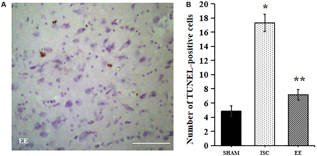 Apoptosis in the peri-infarct cortex. A Representative images for TUNEL-positive cells in the peri-infarct cortex. (A) Representative images for TUNEL-positive cells in the peri-infarct cortex. Scale bar = 50 μm. (B) Quantification of TUNEL-positive cells in the peri-infarct cortex (n = 6). Statistical significance: *P **P 