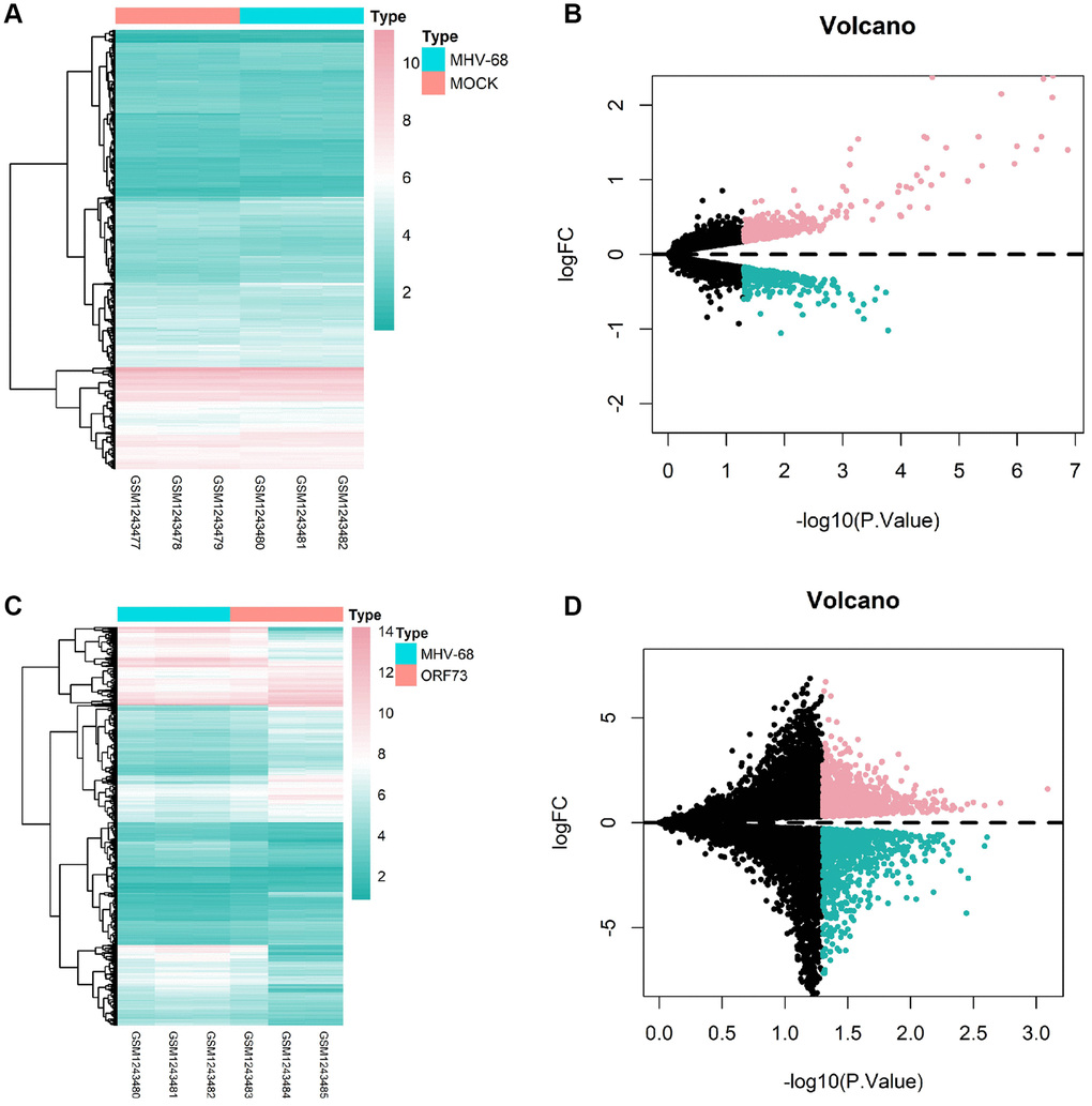 Heatmaps and volcano plots of differentially expressed genes in brain tissue after latent herpesvirus infection. Heatmaps and volcano plots of differentially expressed genes in the brain tissue after infection with wild-type herpes simplex virus (HSV)-1 (A, B) and mutant HSV-1 (C, D) are shown. In the volcano plots, red dots represent genes with high differential expression, cyan dots represent genes with low differential expression, and black dots represent genes with no differential expression. The MOCK group had a sample size of n = 3, the MHV-68 group had n = 3, and the ORF73 group had n = 3.