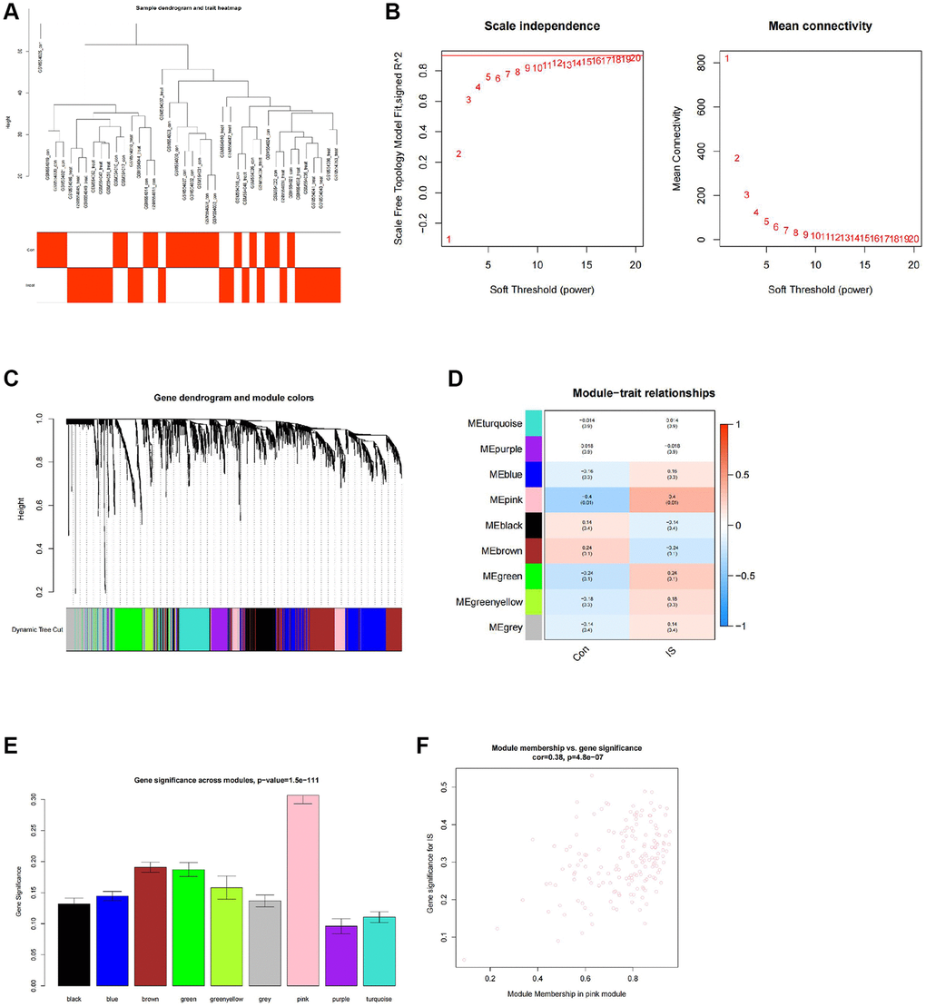 WGCNA co-expression analysis identifies stroke-related genes. (A) Clustering dendrogram and trait heatmap of control and stroke peripheral blood samples from transcriptomic sequencing dataset GSE22255. (B) Scale-free fit index (left) and mean connectivity (right) for various soft-thresholding powers β, with the red line indicating a correlation coefficient of 0.9. (C) Clustering dendrogram of co-expressed genes, with each leaf corresponding to a different gene module. (D) Heatmap of module-trait correlations in dataset GSE22255, with each cell containing the corresponding correlation and p-value. (E) Barplot of module gene importance scores. (F) Scatterplot of correlation between pink module genes and gene importance. Con (n = 20) represents the control group samples, and IS (n = 20) represents the stroke group samples.