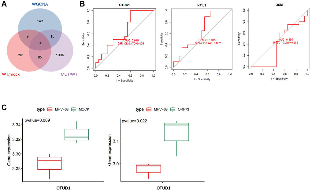 Key gene selection for herpesvirus latency-mediated stroke occurrence. (A) Venn diagram of the intersection of important module genes identified by WGCNA and differentially expressed genes from wild-type and mutant herpesvirus infection. (B) ROC curve analysis of the expression of OTUD1, NFIL3, and OSM genes in relation to stroke disease occurrence. Con (n = 20) represents the control group samples, and IS (n = 20) represents the stroke group samples. (C) Boxplots of differential expression of OTUD1 in brain tissue infected with wild-type and mutant herpesvirus. MOCK (n = 3) represents mock-infected brain tissue samples, MHV-68 (n = 3) represents wild-type herpesvirus-infected brain tissue samples, and ORF73 (n = 3) represents mutant herpesvirus-infected brain tissue samples.