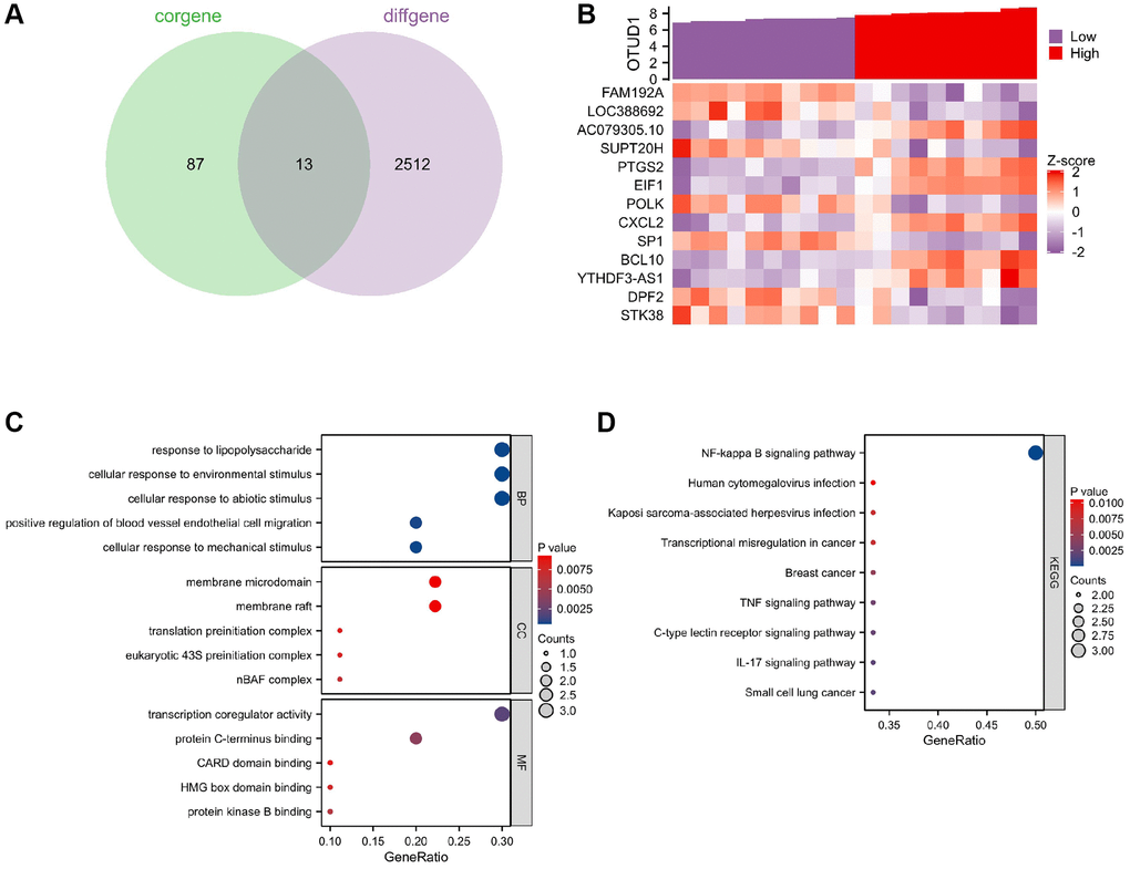 Key gene selection for herpesvirus latency-mediated stroke occurrence. (A) Venn diagram of the intersection of the top 100 positively and negatively correlated genes with OTUD1 in the GSE22255 dataset and differentially expressed genes in stroke. (B) Co-expression heatmap of OTUD1 and 13 intersection genes. The Z-score transformation reduces the visualization effects of large differences in expression values between different variables and preserves differences in expression of individual variables between samples. (C) GO functional enrichment analysis of the 14 genes. (D) KEGG pathway enrichment analysis of the 14 genes.