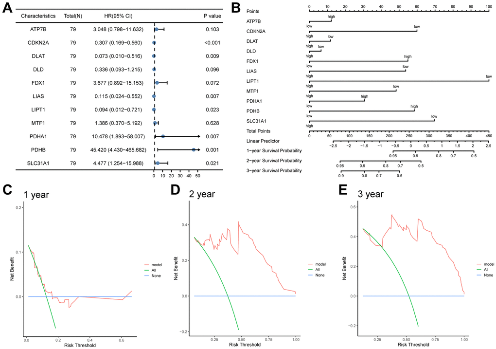 The prognostic value of the CRGs prognosis model. (A, B) Univariate and multivariate cox regression analysis Forest plots (A), nomogram (B). (C, D) Decision curve analyses (DCA) of LASSO-Cox regression prognosis model for predicting 1-year (C), 2-year (D), and 3-year (E).