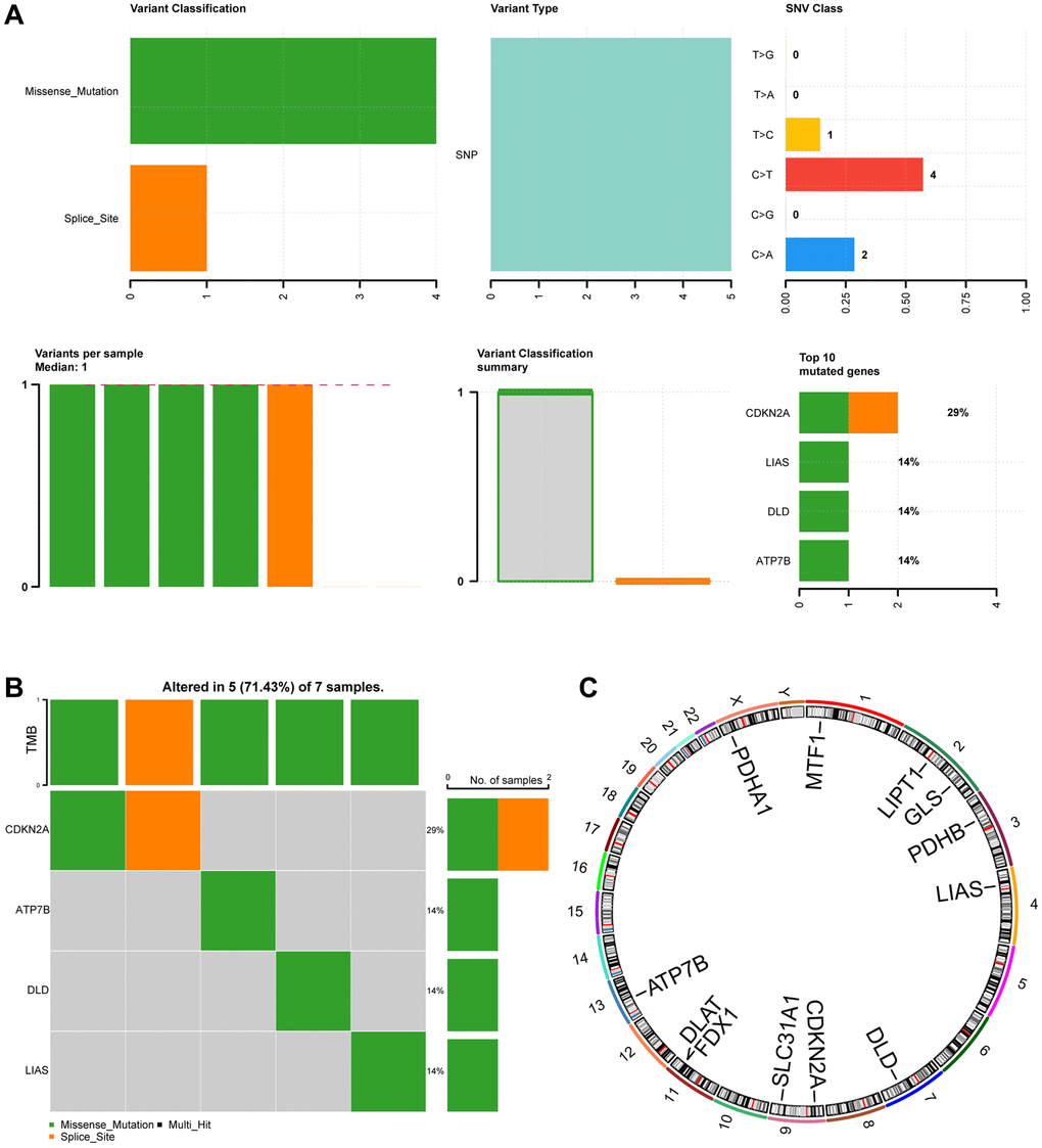 Mutation analysis of CRGs in ESCC. (A) Demonstration of CRGs mutations in ESCC. (B) Mutation details of CRGs are displayed. (C) Chromosomal localization map of CRGs.