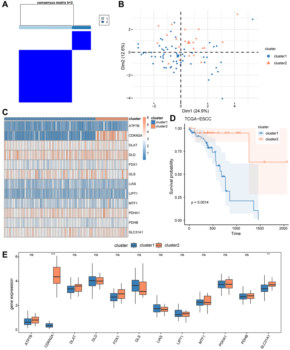 Construction of disease subtypes associated with ESCC. (A) Results of consensus clustering in ESCC for k = 2 clusters. (B) Presentation of PCA results for two ESCC disease subtypes (cluster1 and cluster2). (C) Complex numerical heat map of CRGs in different subtypes of ESCC disease. (D) KM curve between cluster1 and cluster2. (E) The expression level of CRGs in two distinct subtypes. ns: P > 0.05, *P **P ***P 