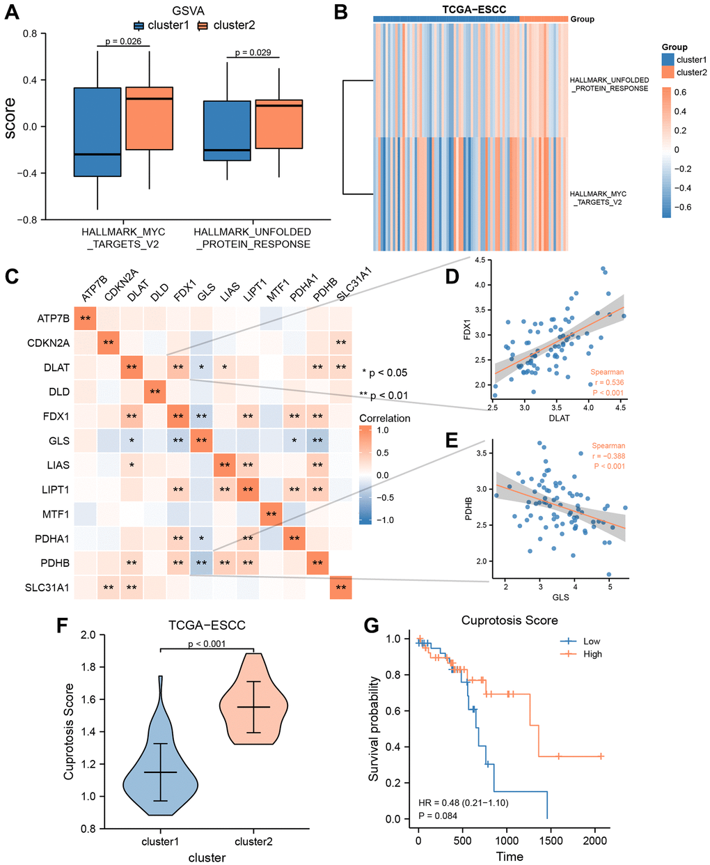 GSVA and construction of cuproptosis score prognosis signature. (A, B) GSVA enrichment analysis between two consensus clusters in TCGA-ESCC dataset, involved group comparison chart (A) and ComplexHeatmap (B). (C) The heat map indicated a correlation among the expression level of 12 CRGs from TCGA-ESCC dataset. (D, E) Correlation scatter plot showed the correlation between two pairs of CRGs, included DLAT and FDX1 (D), GLS and PDHB (E). (F) Differential analysis of Cuproptosis score among two ESCC subtypes. (G) Kaplan–Meier OS curves for patients in the high-and low- score group.