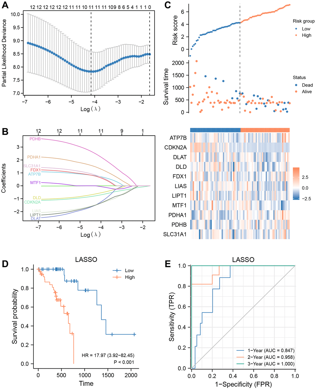 Prognostic signatures construction and prediction. (A) Partial likelihood deviance of different numbers of variables. One thousand-fold cross-validation was applied for tuning penalty parameter selection. (B) LASSO analysis identified 11 CRGs. Each curve corresponds to one gene. (C) Risk score, distribution of patient survival status between the low- and high−risk groups, and expression heatmaps of 11 CRGs. (D) Kaplan–Meier curves indicated that there is a strong relationship between high and low risk score and the overall survival rate. (E) ROC curve was applied to assess the predictive efficiency of the prognostic risk signature.