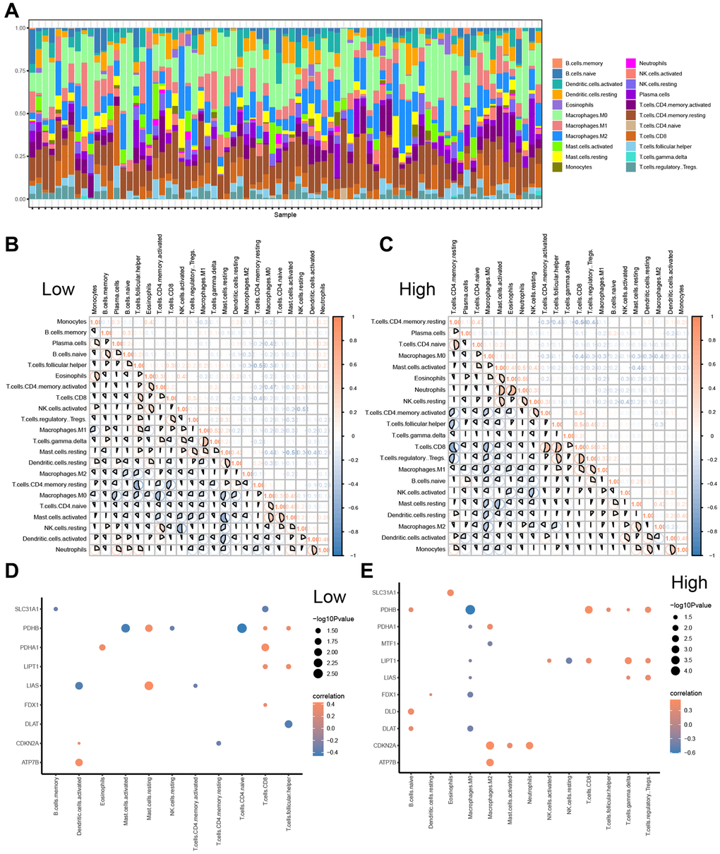 CIBERSORTX for immune cell infiltration analysis between the low-and high-risk groups. (A) Boxplot present the infiltration abundances analysis of immune cells from TCGA-ESCC cohort by CIBERSORT algorithm. (B, C) Correlation analysis among infiltration abundance of immune cells in low-risk group (B) and high-risk group (C) from TCGA-ESCC cohort. (D, E) Correlation analysis between infiltration abundance of immune cells and expression levels of CRGs in low-risk group (D) and high-risk group (E).