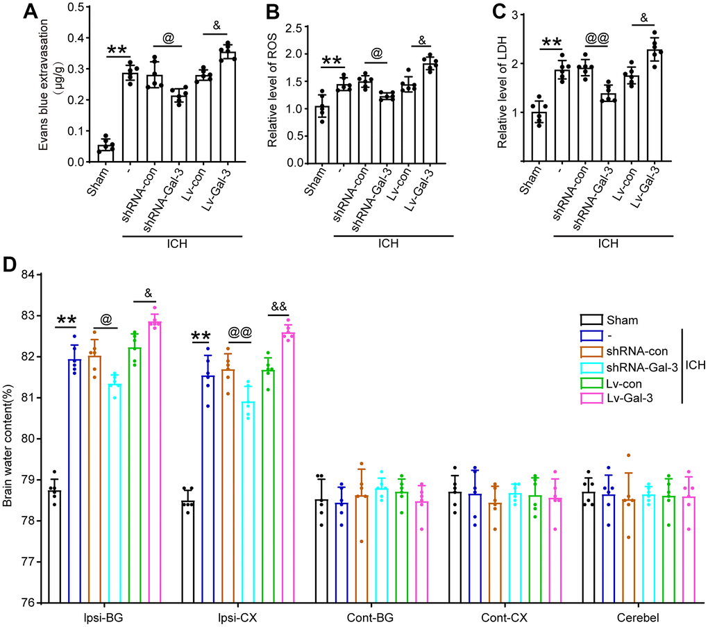 Upregulation of Gal-3 increased the BBB impairment, LDH, oxidative stress reaction, brain edema induced by ICH. (A) Evans blue extravasation. (B) ROS. (C) LDH. (D) Brain water content. The black dots represent individual data in each group. **p p @@p @p &&p &p 