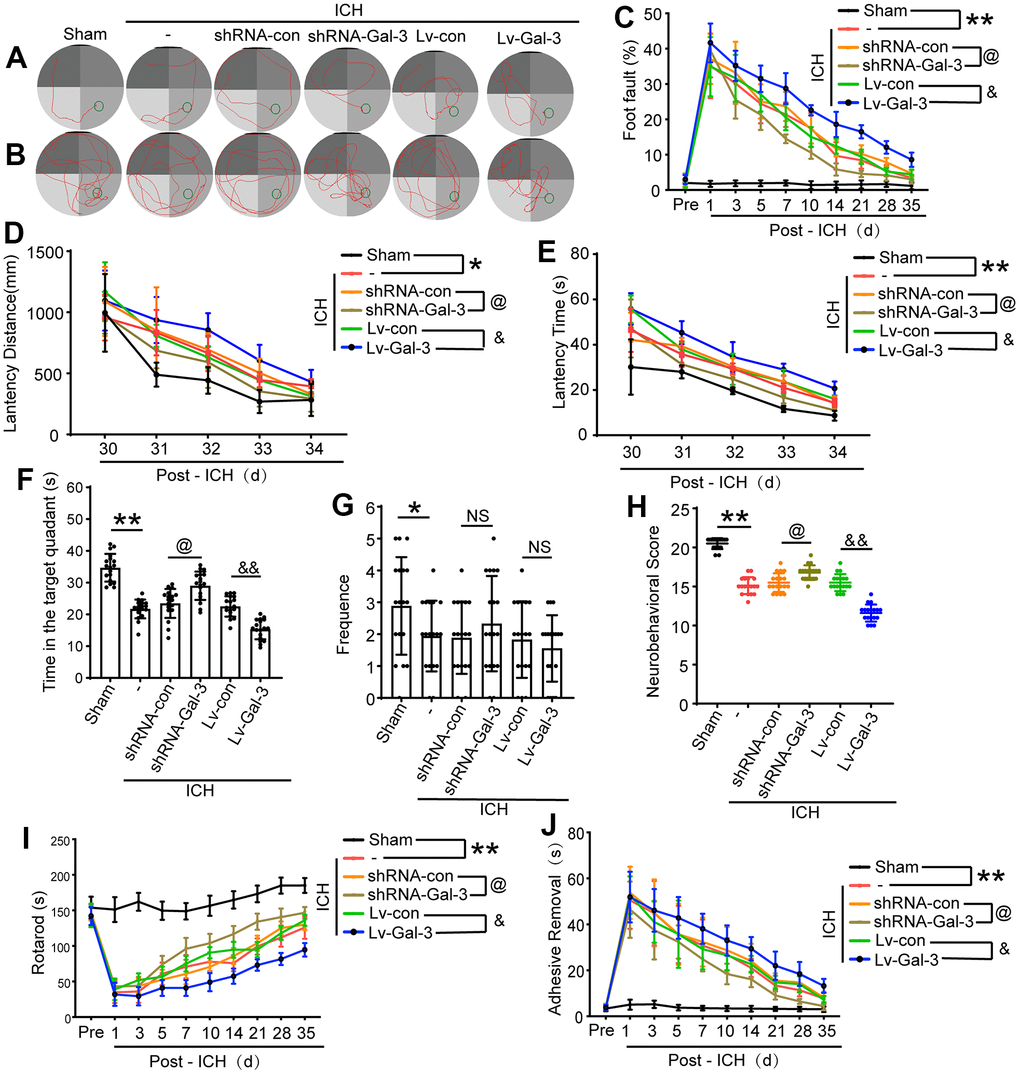 Downregulation of Gal-3 can improve ethology deficits after ICH. (A) Representative track of Morris water maze experiment during 29-34 days after ICH. (B) Representative track of Morris water maze experiment on 35 days after ICH. (C) Foot fault test. (D, E) Latency distance and time of Morris water maze experiment during 29-34 days after ICH. (F, G) Time in target quadrant and frequency cross the platform of Morris water maze experiment on 35 days after ICH. (H) Neurobehavioral score. Higher scores suggest less neurobehavioral deficits. (I) The motor coordination ability of rats after ICH was evaluated by rotarod test, long latency time indicates good motor coordination ability. (J) Adhesive-removal test. The black dots represent individual data in each group. **p p @p &&p &p 