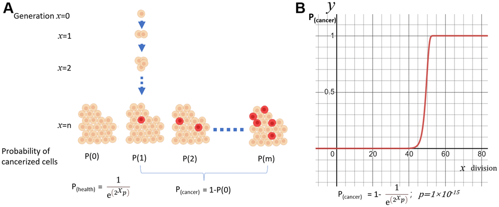 A simple model of cancerization. (A) The model of exponentially expanding cell aggregates; (B) Probability of cancerization (y) vs division times(x).