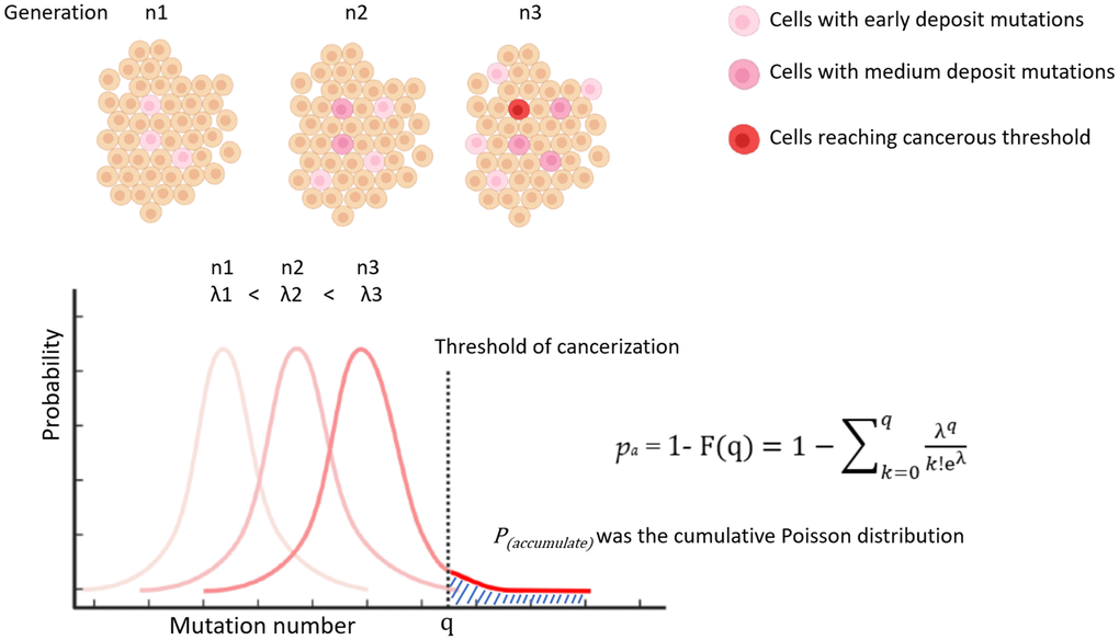 Illustration of modelling P(accumulate) by cumulative poisson distribution.