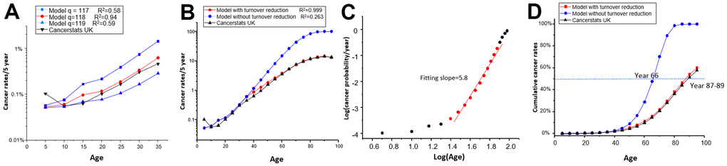 Comparison of model predicted data with real data of cancer incidence vs age. (A) The real data and predicted data were compared in the year group 0-35, considering different values of “q.” (B) The real data and predicted data were compared across all age groups using q=118, with or without considering cell turnover reduction. (C) The predicted data were plotted under log(probability) vs Log(age). Data points from age group 25 (20-25) to group 75 (70-75) (red dots) exhibit a linear trend with a slope of 5.8. (D) The real data and predicted data of cumulative cancer incidence were compared throughout the entire lifespan, with or without considering cell turnover reduction.