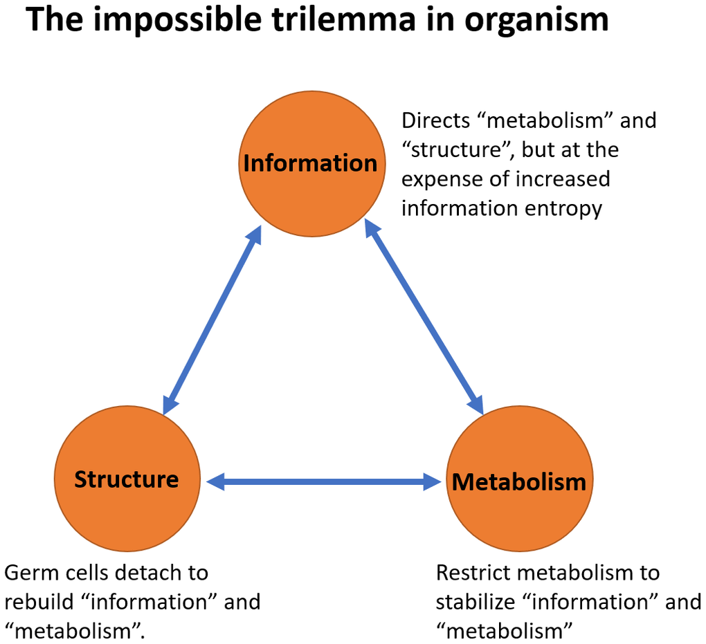 The impossible trilemma in organism. Three phenomena support each other. “Metabolism” provides the material and energy to sustain “structure” and support “information” replication. “Information” guides and directs the “metabolism” and the “structure” of the system. The “structure” provides the framework for the existence of “information” and “metabolism”. Compromising at least one of these aspects becomes inevitable when the other two need to be sustained. For “metabolism” and “structure” to be sustained, the entropy of “information” ultimately increases as a result. For “metabolism” and “information” to be sustained, the system “structure” has to be disrupted. During the process of reproduction, germ cells abandon the soma, much like an escape pod separating from the mothership. For “structure” and “information” to be sustained, metabolism must be compromised.