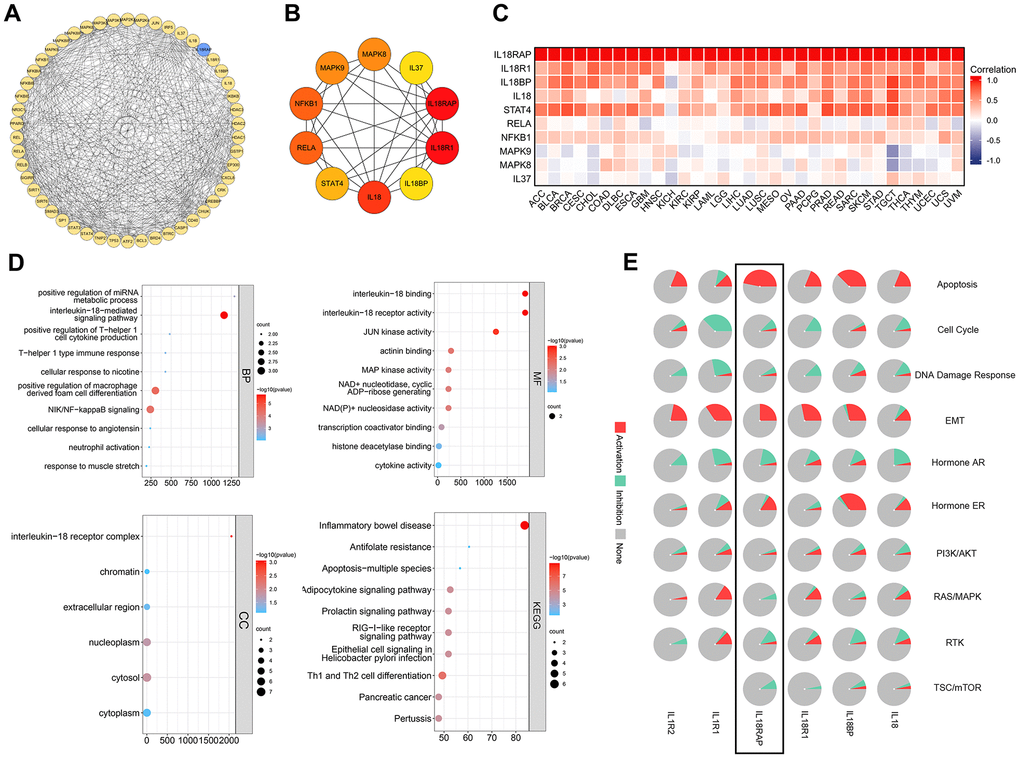 The construction of the PPI network and an analysis of IL18RAP's functional enrichment in cancers. (A, B) The PPI network (A) of IL18RAP constructed by Cytoscape, and the top 10 hub genes (B) of PPI were selected using cytoHubba plugins. (C) The correlation between the top 10 hub genes with IL18RAP in 33 types of cancers was calculated using Spearman correlation analysis. (D) The GO/KEGG enrichment analyses of the top 10 hub genes. (E) The relationship between IL18RAP and 10 famous cancer-related pathways was analyzed via GSCALite platform. The results of IL18RAP were circled in the black box.