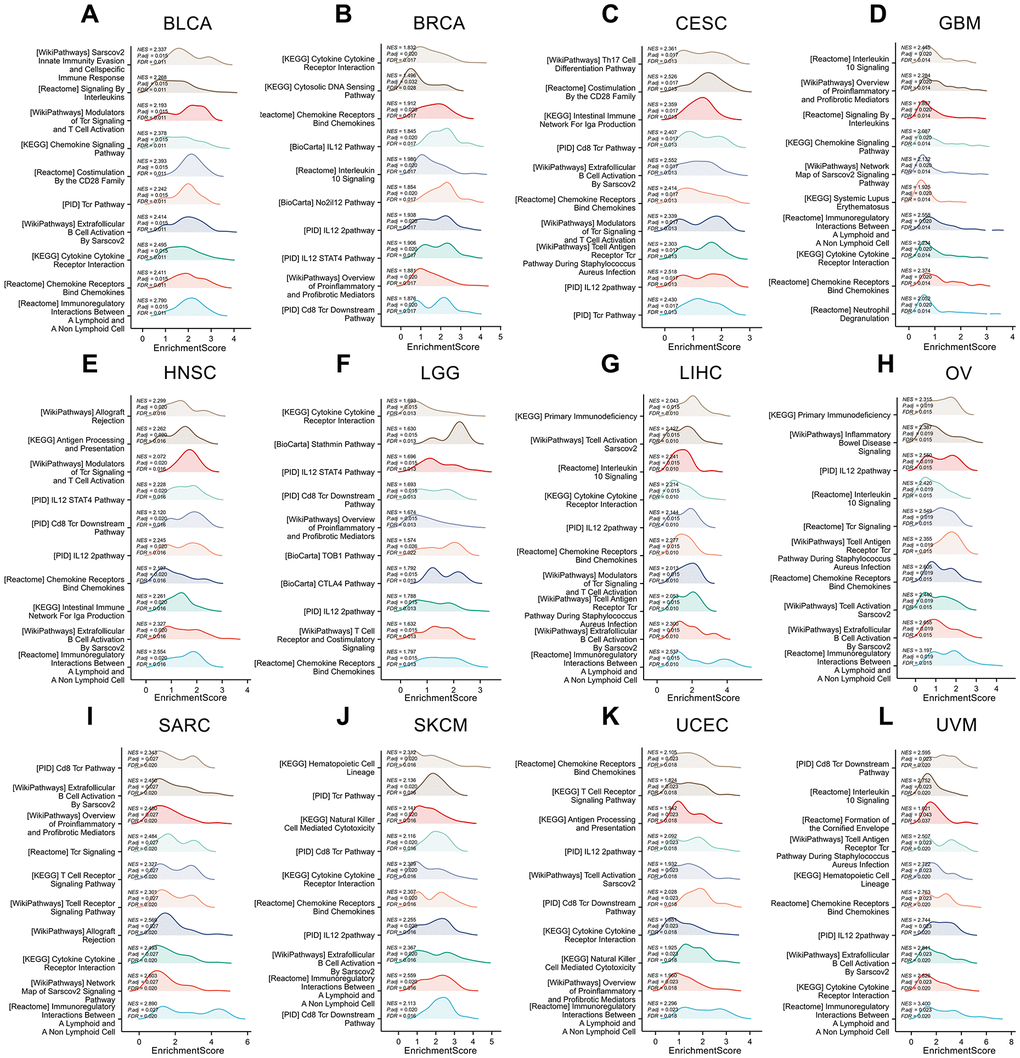 Gene set enrichment analysis of IL18RAP in 12 cancers. (A–L) The GSEA functional enrichment analysis of IL18RAP in BLCA (A), BRCA (B), CESC (C), GBM (D), HNSC (E), LGG (F), LIHC (G), OV (H), SARC (I), SKCM (J), UCEC (K), and UVM (L). The analyses were based on TCGA database.