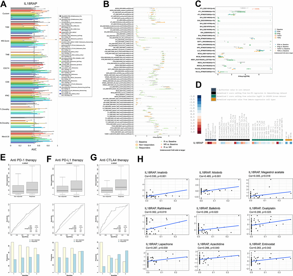 Immunotherapy response and drug sensitivity analysis of IL18RAP. (A) Ability of the IL18RAP to predict OS and response outcomes in cohorts of patients receiving immunotherapy. (B) The TISMO database was used to investigate the predictive power of IL18RAP in mouse immunotherapy cohorts. (C) The TISMO database was used to examine the expression levels of IL18RAP in cell lines that had undergone different treatments. (D) The IL18RAP expression in various datasets obtained from the TIDE platform. (E–G) The effectiveness of IL18RAP as a predictor in response to anti-PD-1 (E), anti-PD-L1 (F), and anti-CTLA4 (G) therapy. (H) The relationship between IL18RAP expression and drug sensitivity of 9 common anticancer drugs.