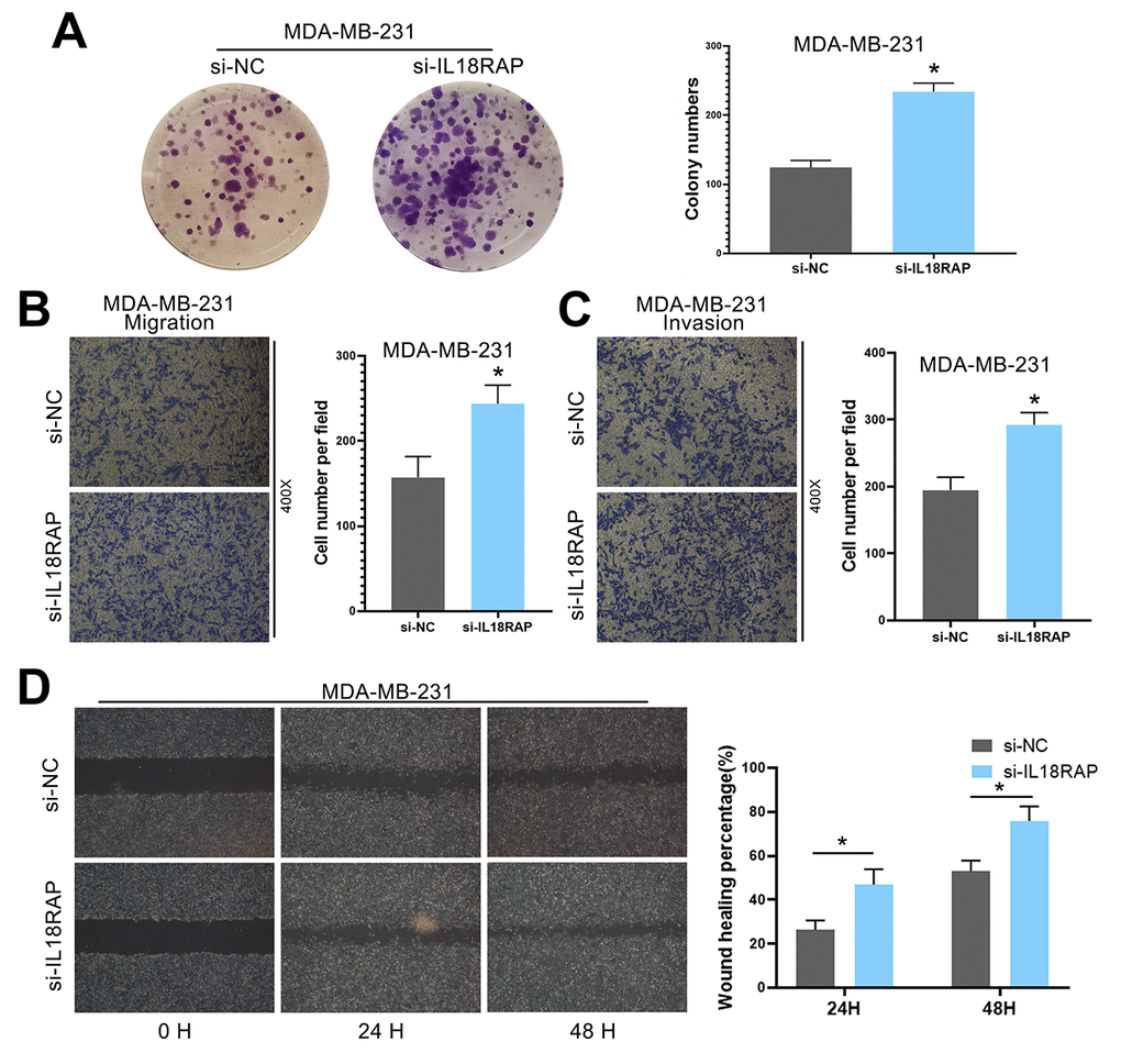 Downregulation of IL18RAP enhanced the proliferation, migration and invasion of MDA-MB-231 cells. (A) Si-IL18RAP enhanced the colony formation ability of MDA-MB-231 cells. (B, C) The migration and invasion of MDA-MB-231 cells were enhanced after transfection with si-IL18RAP as measured by a Transwell assay. (D) The migration of MDA-MB-231 cells was enhanced after transfection with si-IL18RAP as measured by a wound-healing assay. *p 