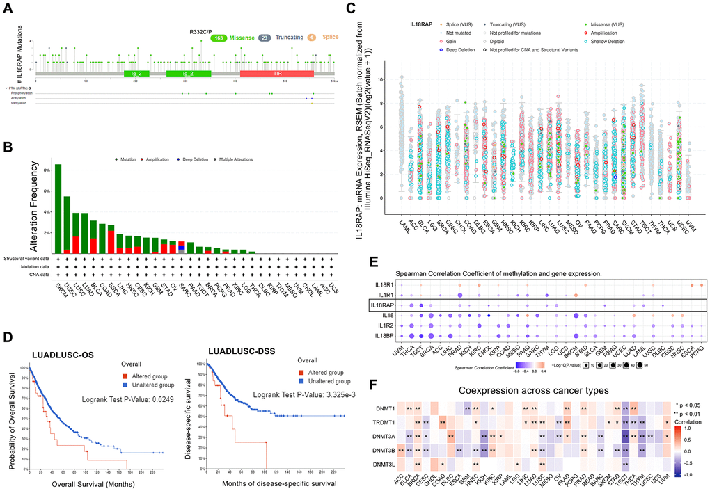 The genetic alteration and DNA modification character of IL18RAP. (A) The frequency and types of IL18RAP somatic mutations in pan-cancer. (B) Alteration frequency of IL18RAP in pan-cancer. (C) The counts and types of IL18RAP mutation in pan-cancer. (D) OS and DSS analysis of LUADLUSC stratified by IL18RAP alteration status. (E) The relationship between IL18RAP expression and DNA methylation in pan-cancer was discovered using the GSCALite database. The results of IL18RAP were circled in the black box. (F) The relationship between IL18RAP expression and five methyltransferases in 33 different types of human cancers was examined using the TCGA database. *p 