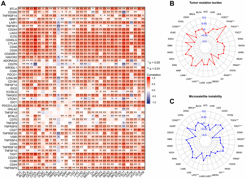 The correlation between IL18RAP expression and immune checkpoint genes, TMB, MSI in pan-cancer. (A) Excluding KICH, the expression of IL18RAP was closely correlated with immune checkpoint genes in 32 cancers except KICH. (B) The analysis's findings on the relationship between TMB and IL18RAP mRNA level. (C) The analysis's findings on the relationship between MSI and IL18RAP mRNA level. *p 