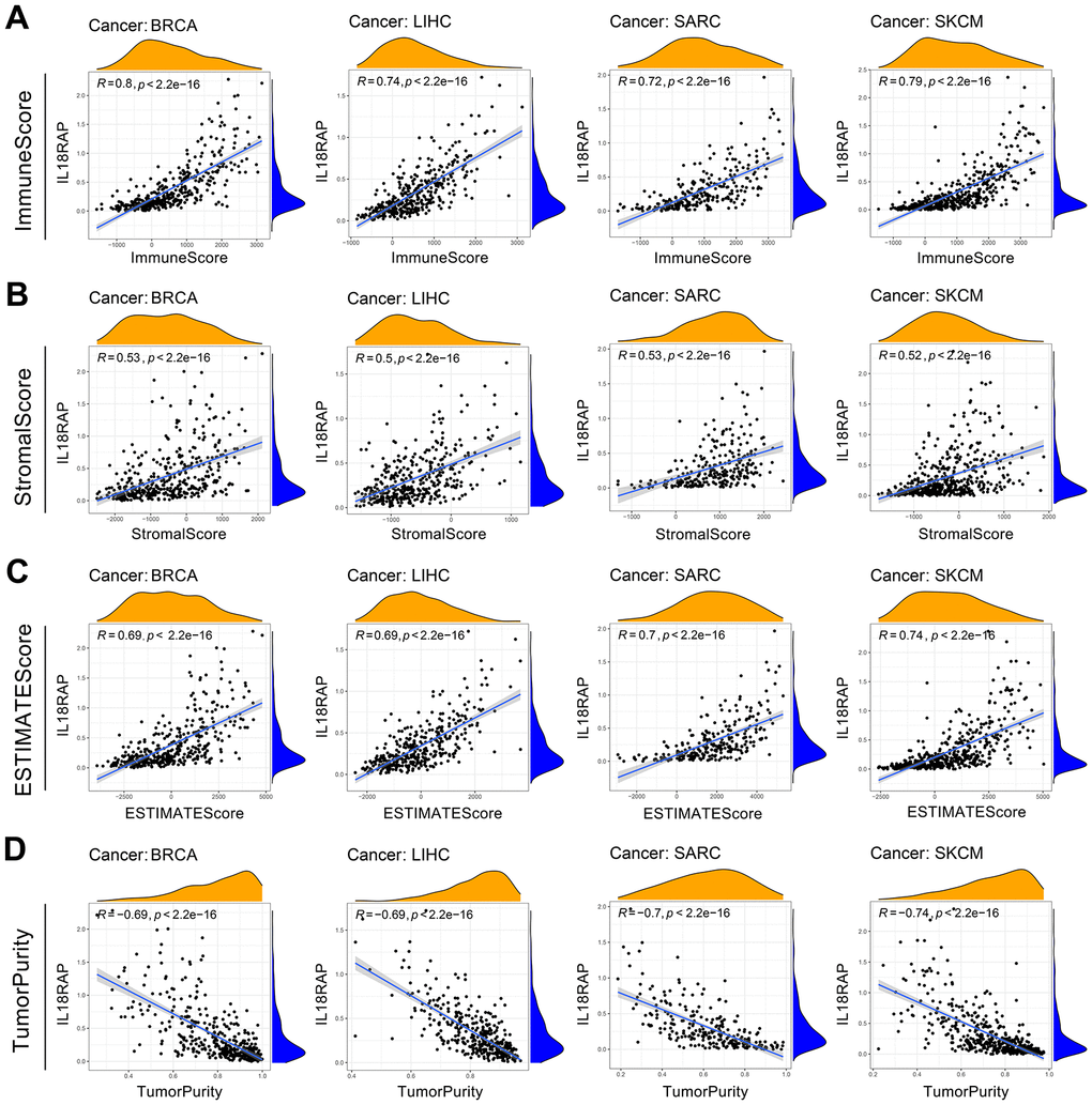 The relevance of IL18RAP Expression to the TME. (A–D) The relationship between IL18RAP mRNA expression level and immune score (A), stromal score (B), ESTIMATE score (C), and tumor purity (D) in BRCA, LIHC, SARC, and SKCM is shown in the graph. The analyses were based on TCGA database.