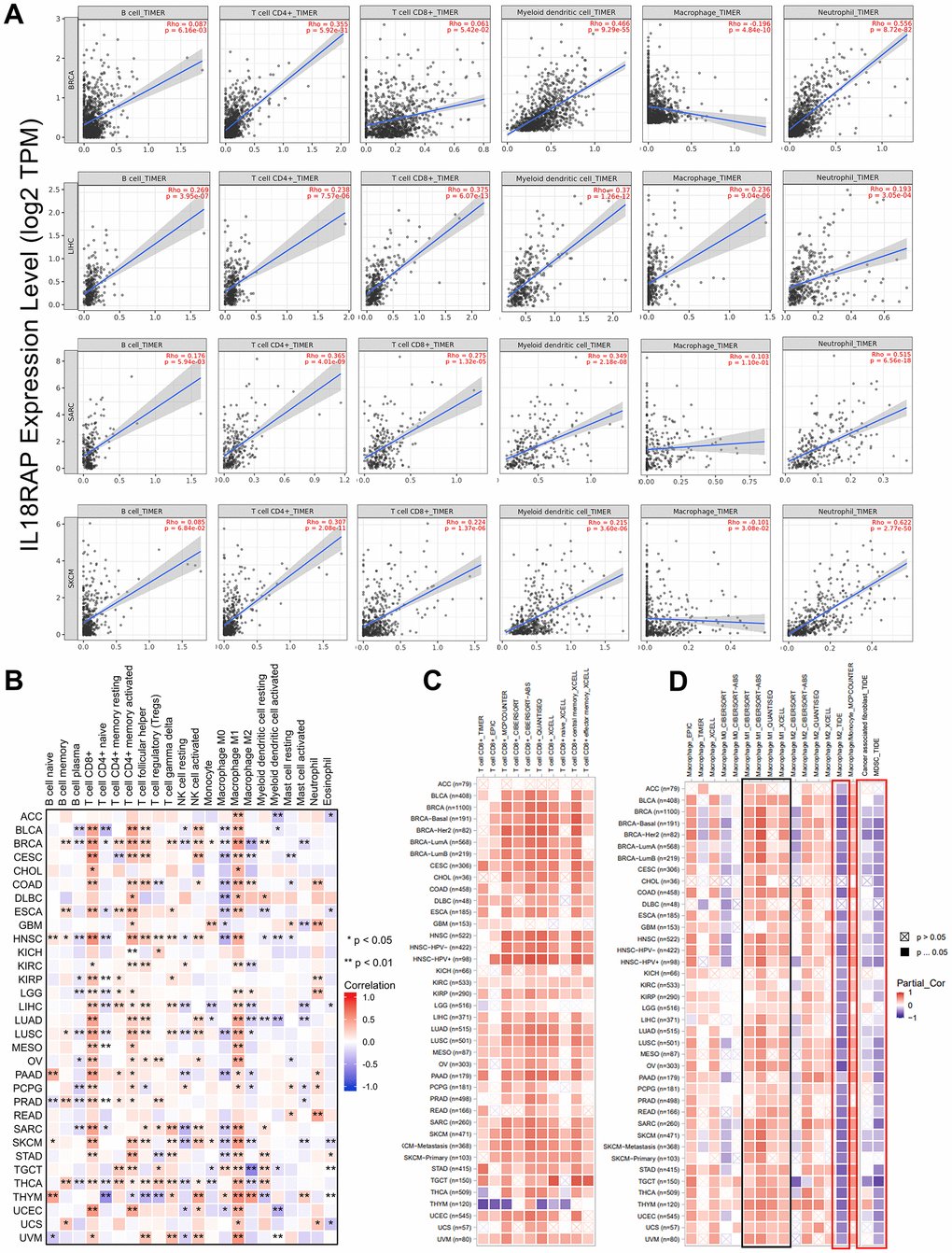 The correlation analysis of IL18RAP expression and immune cells infiltration in pan-cancer. (A) The relationship between mRNA expression level of IL18RAP and infiltration of CD4+T cells, B cells, macrophages, CD8+T cells, dendritic cells and neutrophils in BRCA, LIHC, SARC, and SKCM was examed using TIMER algorithm. (B) Using the CIBERSORT algorithm, the relationship between IL18RAP expression and the infiltration of 22 different immune cell types in pan-cancer was determined. (C, D). Correlation of IL18RAP expression with the infiltration of CD8+T cells (C) and different kinds of macrophages (D) obtained from TIMER2.0 database. The results of M1 macrophages were circled in the black box. The results of M2 macrophages, CAFs, and MDSCs were circled in the red box.