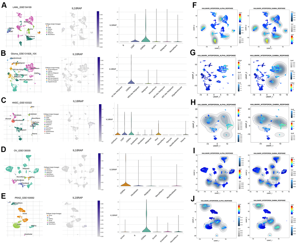 Single-cell RNA sequencing analysis of IL18RAP. (A–E) The definition of cell subtypes and the analysis of IL18RAP expression in different clusters of cells in LAML, Glioma, HNSC, OV, and PRAD. (F–J) The single-cell signature analysis of CD8+T cells in LAML, Glioma, HNSC, OV, and PRAD. The analysis was performed on TISCH2 database.