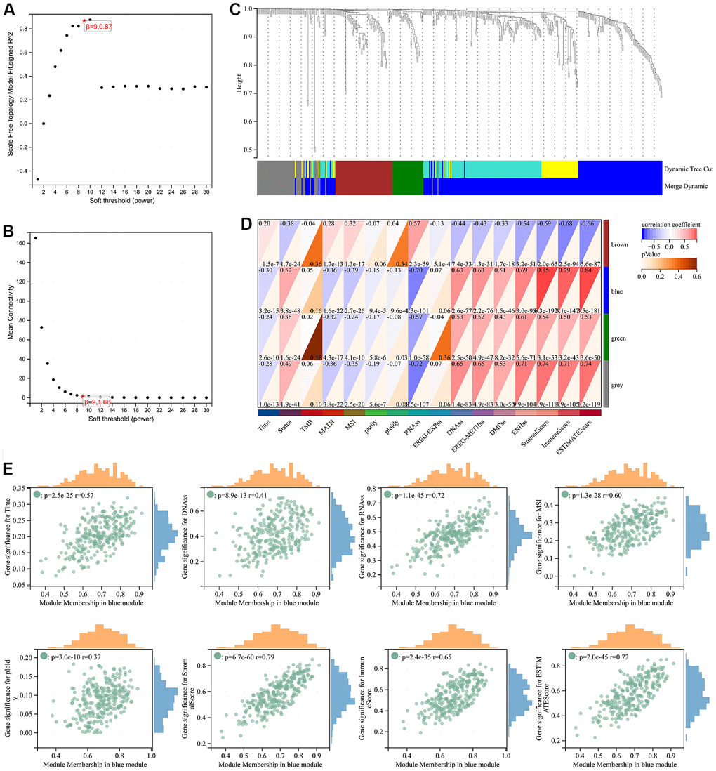 Weighted correlation network analysis. (A, B) Soft-thresholding powers. (C) Clustering of module genes in the TCGA cohort. (D) Module-trait relationships. (E) Scatter plot of correlation between GS and MM. *, P 