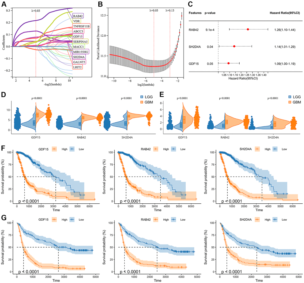 Identification of risk hub genes related to the overall survival of glioma. (A, B) LASSO regression analysis of hub genes in the TCGA cohort. (C) Multivariate Cox regression analysis of hub genes in the TCGA cohort. (D, E) Violin plot showing the expression levels of the 3 risk hub genes between LGG and GBM in the TCGA and CGGA datasets, respectively. (F, G) Kaplan-Meier curves displayed 3 risk hub genes were significantly related to poor prognosis in the TCGA and CGGA datasets, respectively.