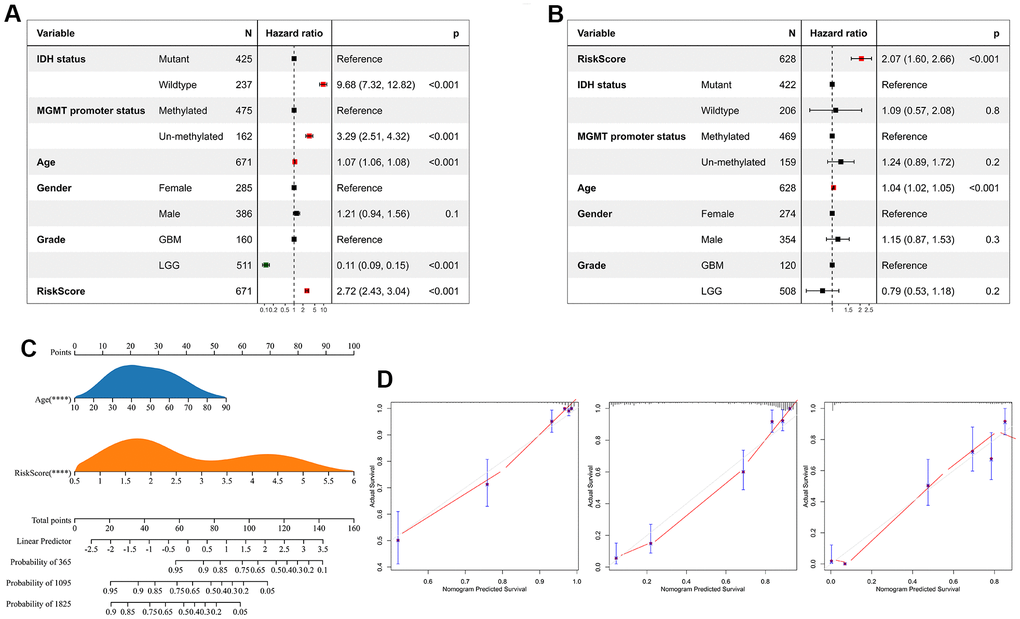 Risk score is an independent prognostic factor for glioma. (A) Univariate Cox regression analyses showed that clinical features such as the risk score, age, MGMT promoter status, WHO grade, and IDH status were significantly correlated with prognosis. (B) Multivariate Cox analysis showed the risk score remained associated with the prognosis. (C) The Nomogram was constructed to predict prognosis in patients at 1-, 3-, and 5 years in the TCGA dataset. (D) The calibration curve of the nomogram.