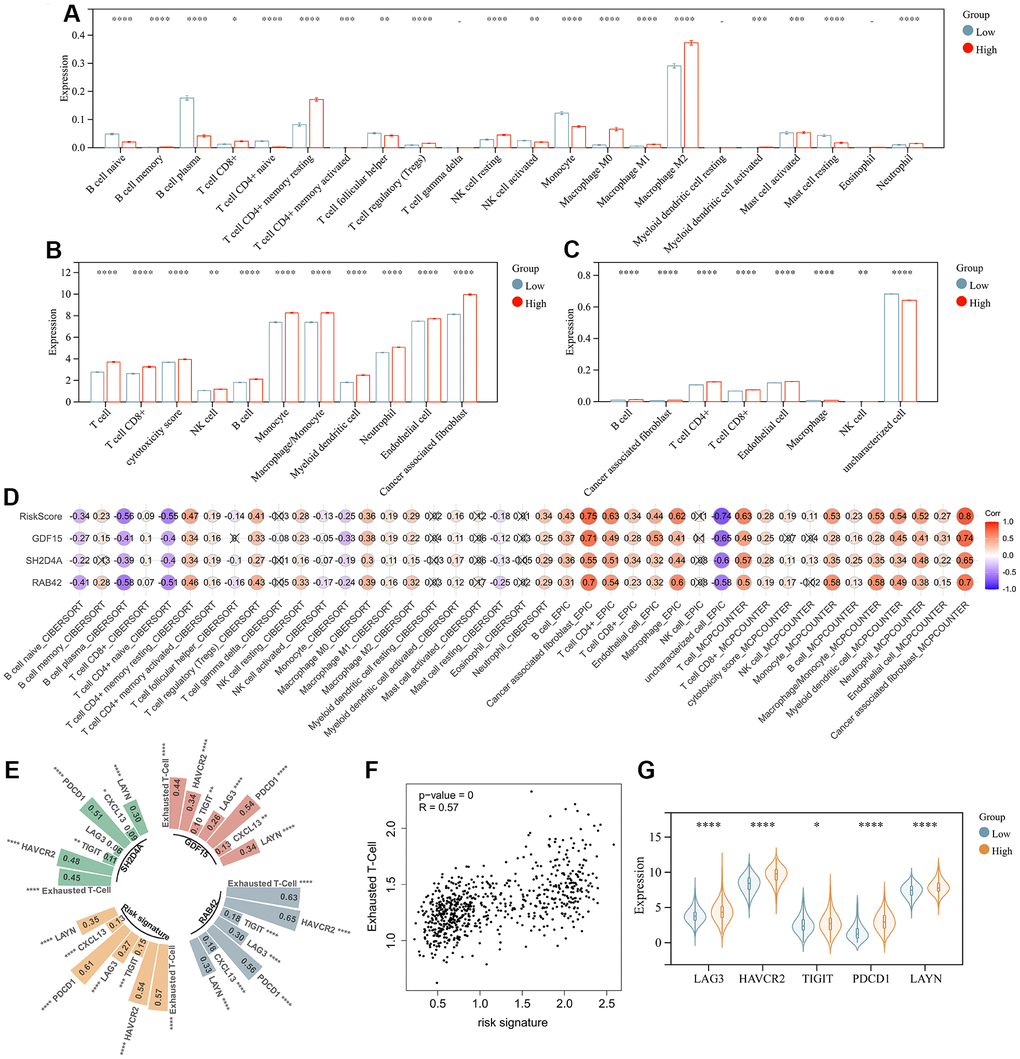 Risk signature is associated with infiltrating immune cells. (A) The level of immune cell infiltration between different risk subgroups evaluated by CIBERSORT, (B) MCPCOUNTER and (C) EPIC algorithm, respectively. (D) Correlation of infiltrating immune cells with risk scores and 3 risk hub genes. (E, F) Correlation of exhausted T cell signature with risk scores and 3 risk hub genes. (G) Violin plot showing the expression levels of the exhausted markers between low- and high-risk groups in the TCGA dataset. *, P 