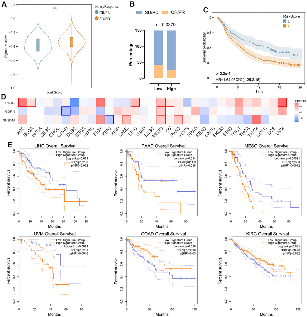 Analysis of risk signature in immunotherapy cohort and pan cancer. (A) Violin plot depicting the risk scores between SD/PD and CR/PR groups in the IMVIgor210 cohort. (B) The response rate of the high-risk score group and low-risk score group to immune therapy in the IMVIgor210 cohort. (C) Survival analysis of patients with low-risk scores and high-risk scores in the IMVIgor210 cohort. (D) Survival analysis of 3 risk hub genes in pan cancer. (E) Kaplan-Meier survival curve of patients in high- and low-risk score groups in pan cancer. **, P 