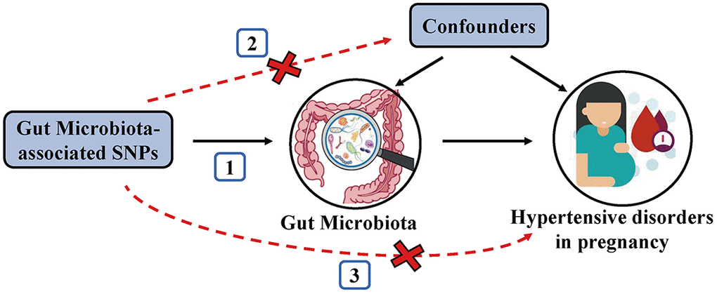 Schematic representation of the MR analysis. The three assumptions of MR are as follows: (1) Instrumental variables must be associated with gut microbiota, (2) Instrumental variables must not be associated with confounders; and (3) Instrumental variables must influence hypertensive disorders in pregnancy only through gut microbiota, not through other pathways.