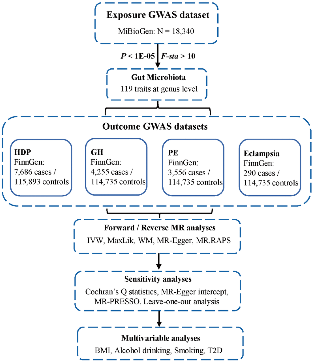 Flowchart of this study. GWAS, genome-wide association studies; HDP, hypertensive disorders in pregnancy; GH, gestational hypertension; PE, pre-eclampsia; MR, Mendelian randomization; IVW, inverse-variance weighted; MaxLik, maximum likelihood; WM, weighted median; MR.RAPS, MR robust adjusted profile score; MR-PRESSO, MR Pleiotropy RESidual Sum and Outlier; BMI, body mass index; T2D, type 2 diabetes.