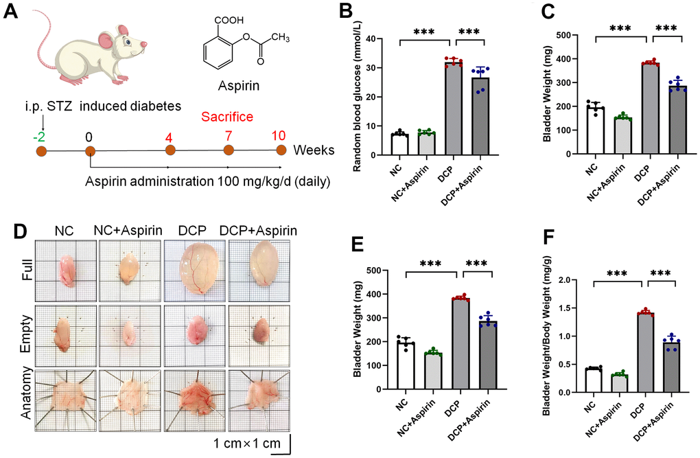 STZ-induced diabetic rats intragastric administration with aspirin. (A) Schematic illustration of the experimental timeline and the chemical structure of aspirin. (B) Random blood glucose (C) Body weight. (D) Representative macroscopic findings of bladder specimens. (E) Bladder weight in the empty state. (F) Relative bladder weight (bladder weight/body weight). Data were presented as mean ± SD. N=6. (ns, no significant; *, P 