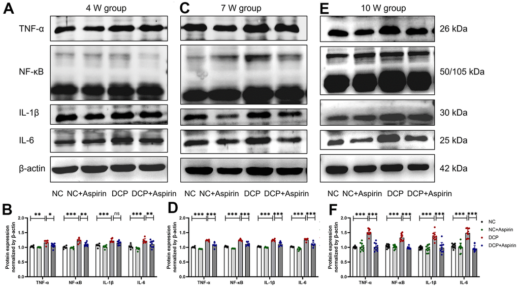 The protein expression levels of TNF-α, NF-κB, IL-1β and IL-6 in bladder DSM tissue of three treatment durations. (A, B) Western blot bands and statistical analysis after 4 weeks of aspirin treatment. N=3. (C, D) Western blot bands and statistical analysis after 7 weeks of aspirin treatment. N=3. (E, F) Western blot bands and statistical analysis after 10 weeks of aspirin treatment. Data were presented as mean ± SD. N=6. (ns, no significant; *, P 