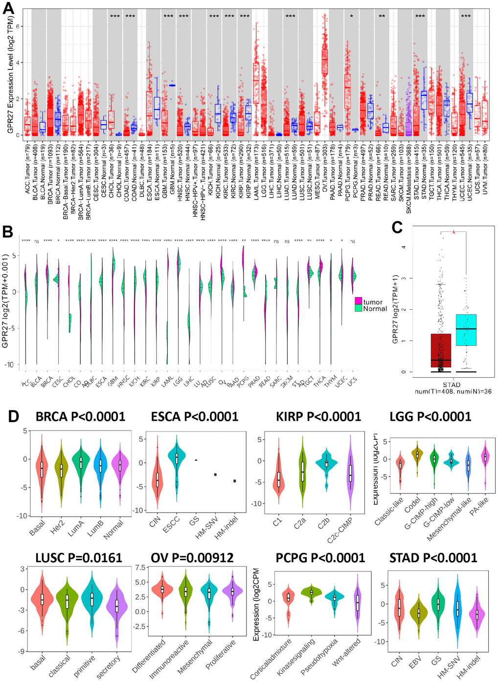 The transcription levels of GPR27 in human cancers. GPR27 mRNA expression in pan-cancer from TIMER (https://cistrome.shinyapps.io/timer/) (A) and Xena Shiny (https://shiny.hiplot.com.cn/ucsc-xena-shiny/) (B) and gastric cancer (C). The expression of GPR27 in different molecular subtypes of cancers via TISIDB (http://cis.hku.hk/TISIDB/index.php) (D).