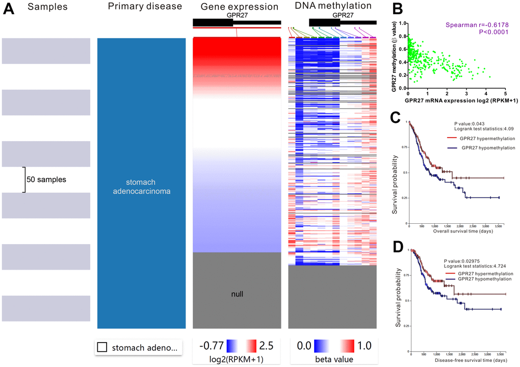 Prognostic significance of GPR27 methylation in gastric cancer. The heat map unveils that high expression of GPR27 corresponds to low DNA methylation in gastric cancer (A). A strong correlation between GPR27 expression and DNA methylation is noticed in gastric cancer (B). Hypermethylation of GPR27 is correlated with relatively superior overall survival (C) and disease-free survival (D) in sufferers with gastric cancer.