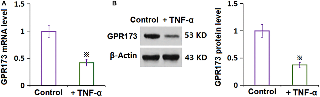 The expression of GPR173 was decreased in TNF-α-treated rheumatoid arthritis fibroblast-like synoviocytes (RA-FLSs). (A) mRNA of GPR173 as measured by real-time PCR; (B) Protein of GPR173 as measured with western blots analysis (※P N = 6).