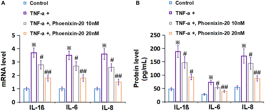 Phoenixin-20 repressed the inflammation in TNF-α-treated RA-FLSs. RA-FLSs were stimulated with TNF-α (10 ng/mL) with or without Phoenixin-20 (10, 20 nM) for 24 h. (A) mRNA level of IL-1β, IL-6, and IL-8. (B) Protein level of IL-1β, IL-6, and IL-8 (※P #, ##, P N = 6).