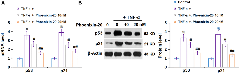 Phoenixin-20 downregulated p53 and p21 in TNF-α-treated RA-FLSs. RA-FLSs were stimulated with TNF-α (10 ng/mL) with or without Phoenixin-20 (10, 20 nM) for 7 days. (A) mRNA of p53 and p21; (B) Protein of p53 and p21 (※P #, ##, P N = 5–6).