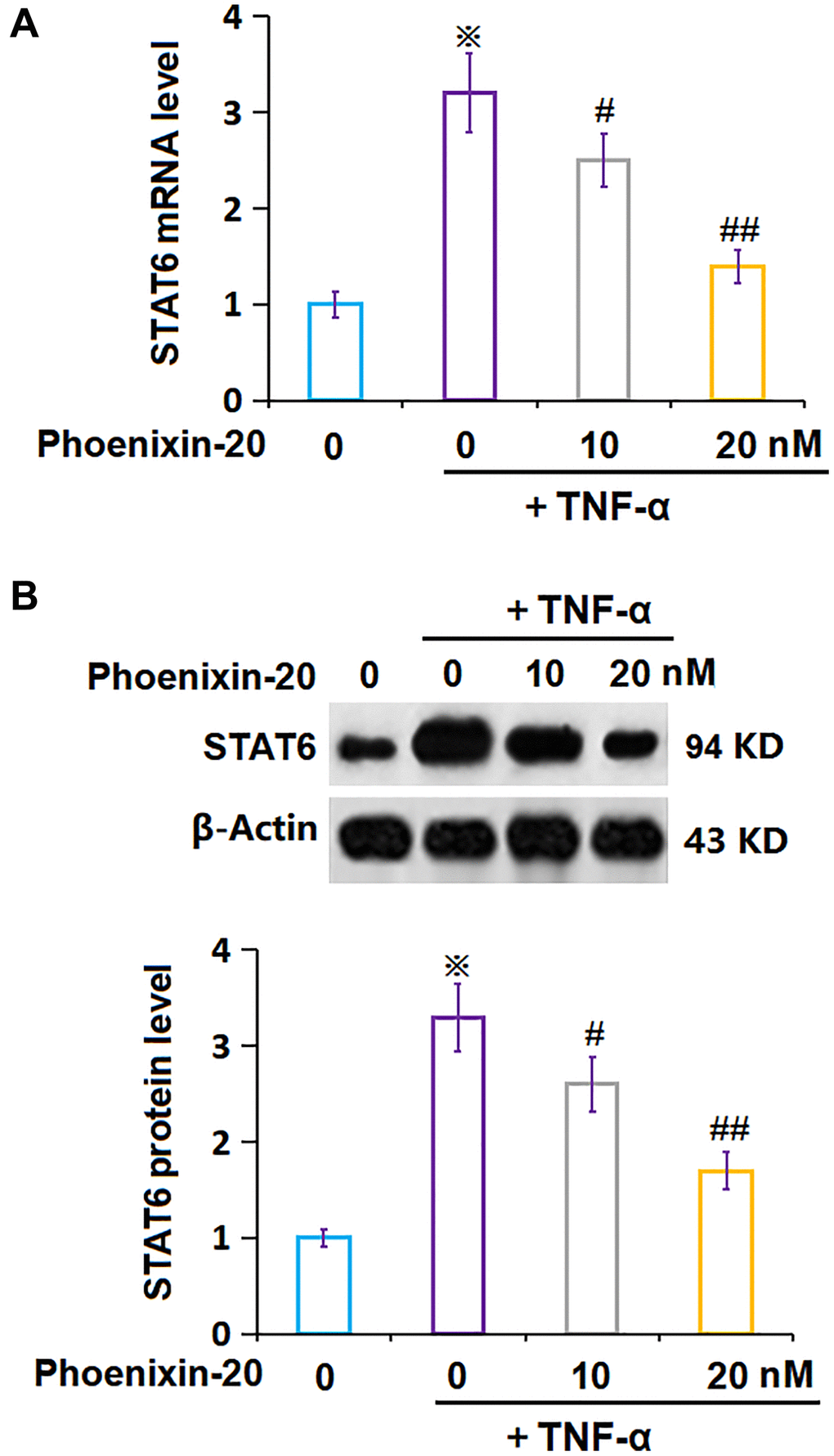 Phoenixin-20 repressed the expression of STAT6 in TNF-α-treated RA-FLSs. (A) mRNA of STAT6; (B) Protein of STAT6 (※P #, ##, P N = 5–6).